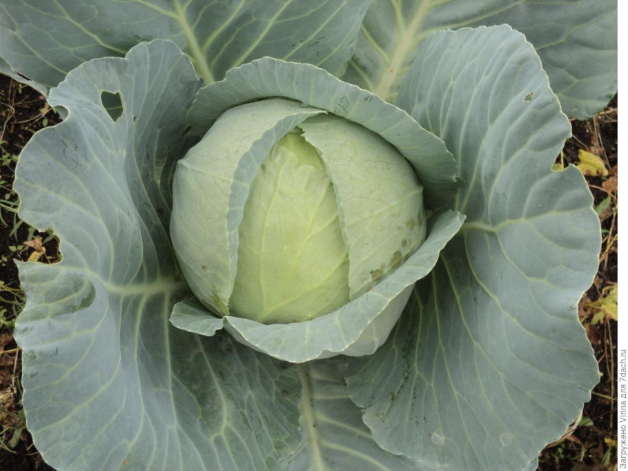 Капуста Амагер 611