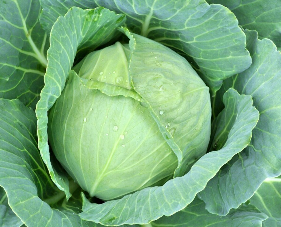 Капуста Амагер 611