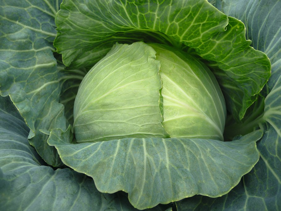 Капуста Мегатон f1
