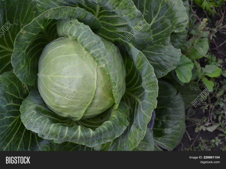 Сорт капусты Амагер