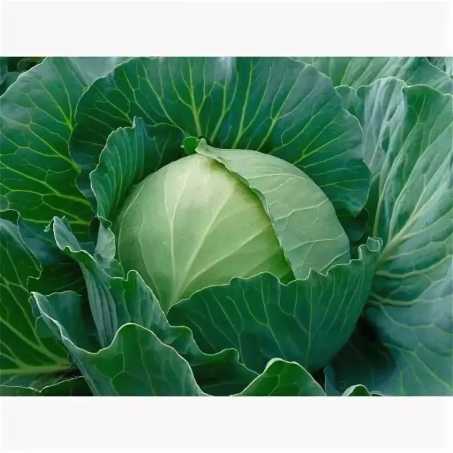 Семена капусты