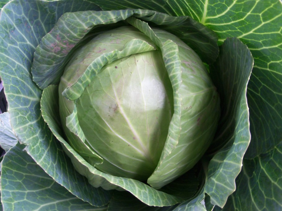 Капуста Амагер 611