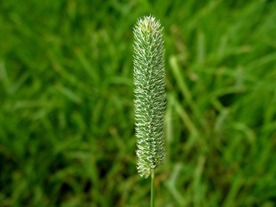 Семена тимофеевка луговая