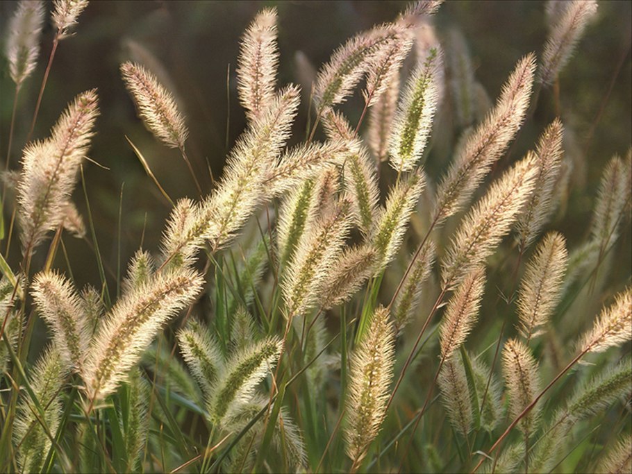 Щетинник сизый (Setaria glauca l.)