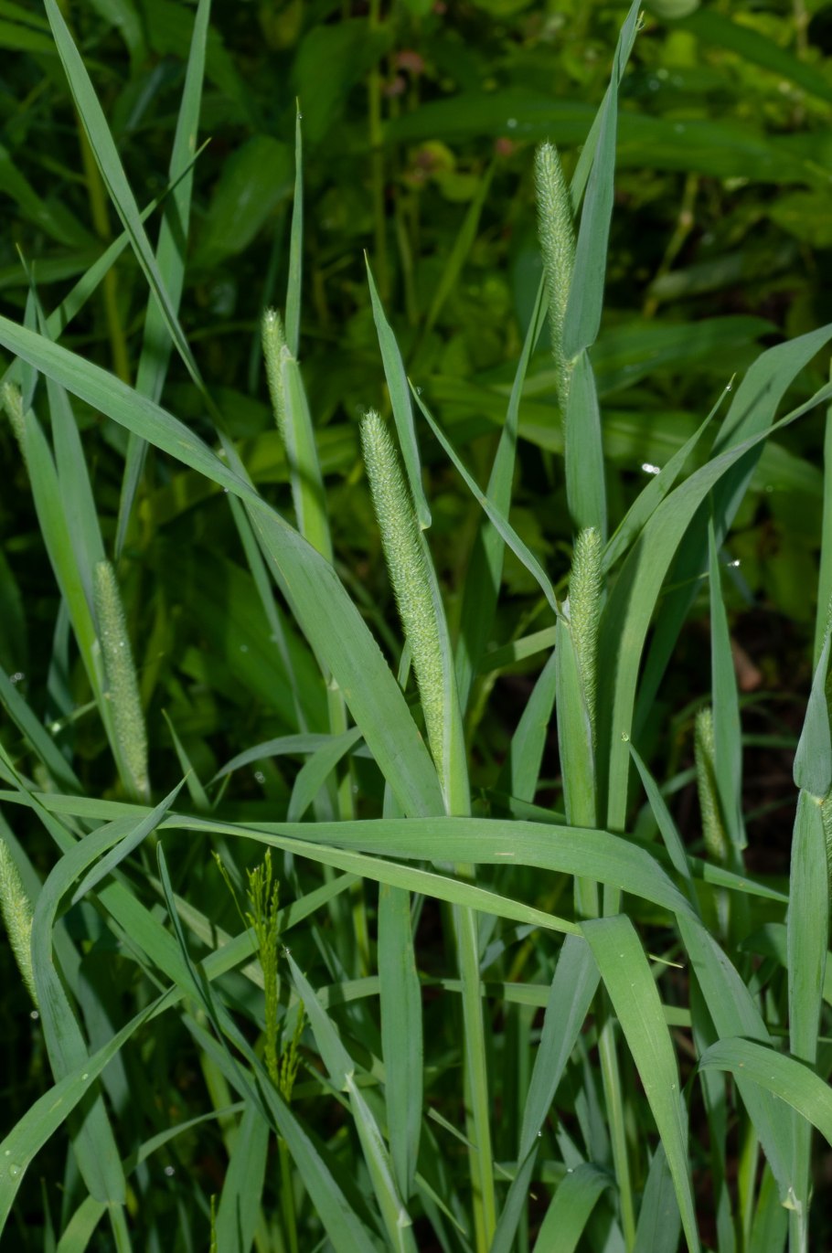 Тимофеевка луговая (phleum pratense l.)