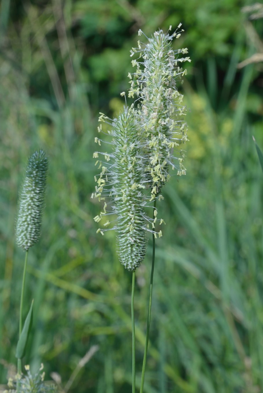 Лисохвост луговой alopecurus pratensis