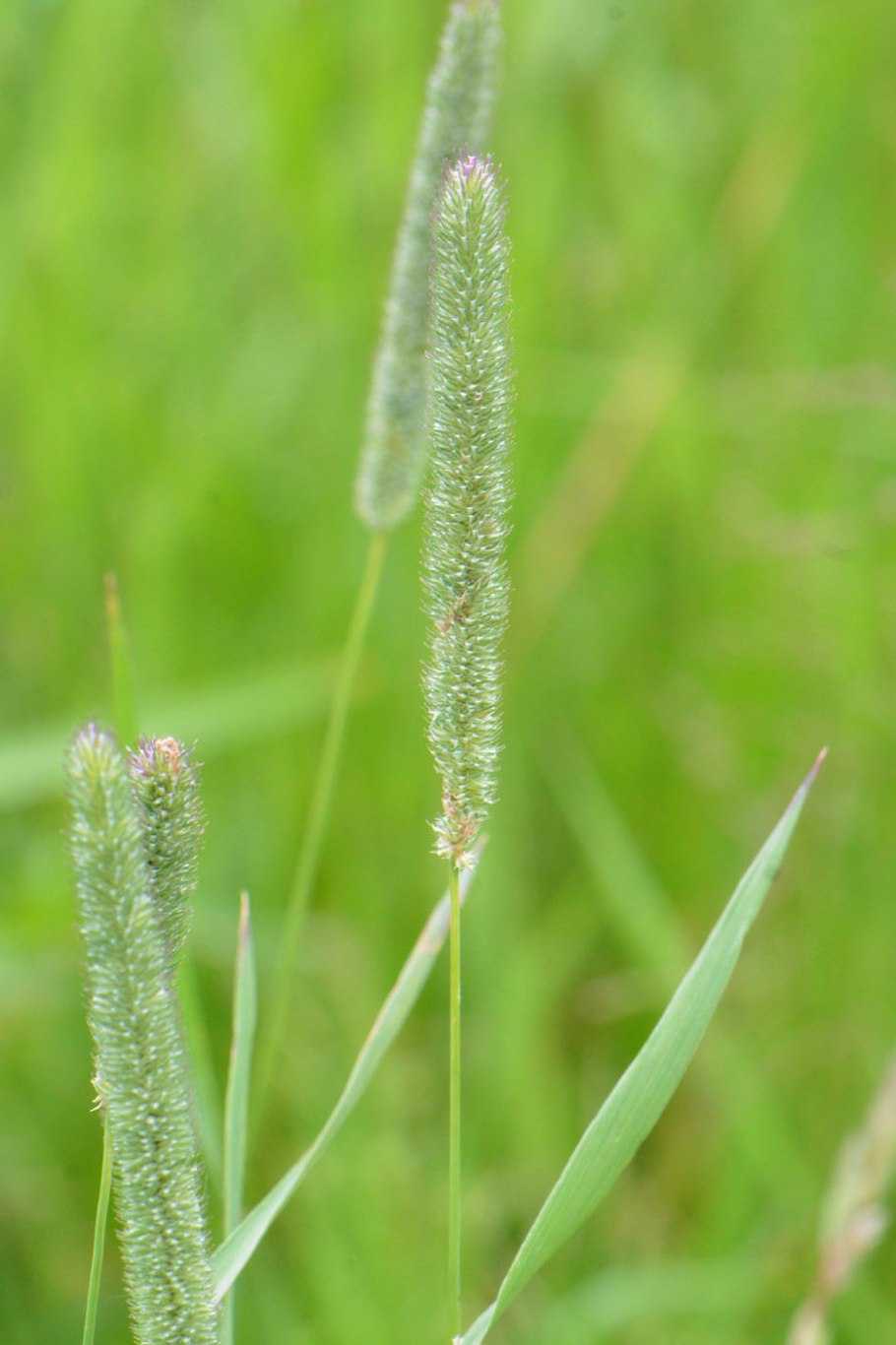 Щетинник зелёный (Setaria viridis)