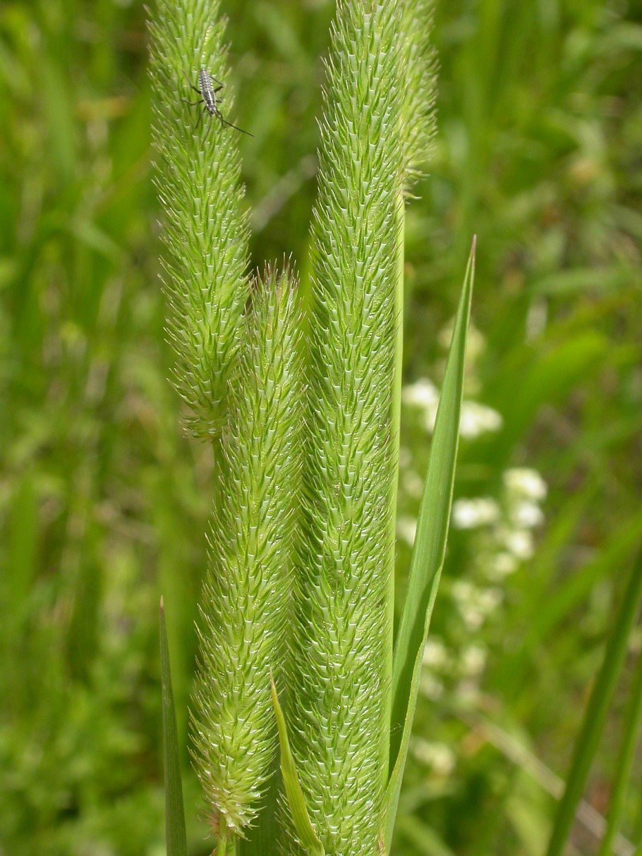 Тимофеевка луговая (phleum pratense l.)