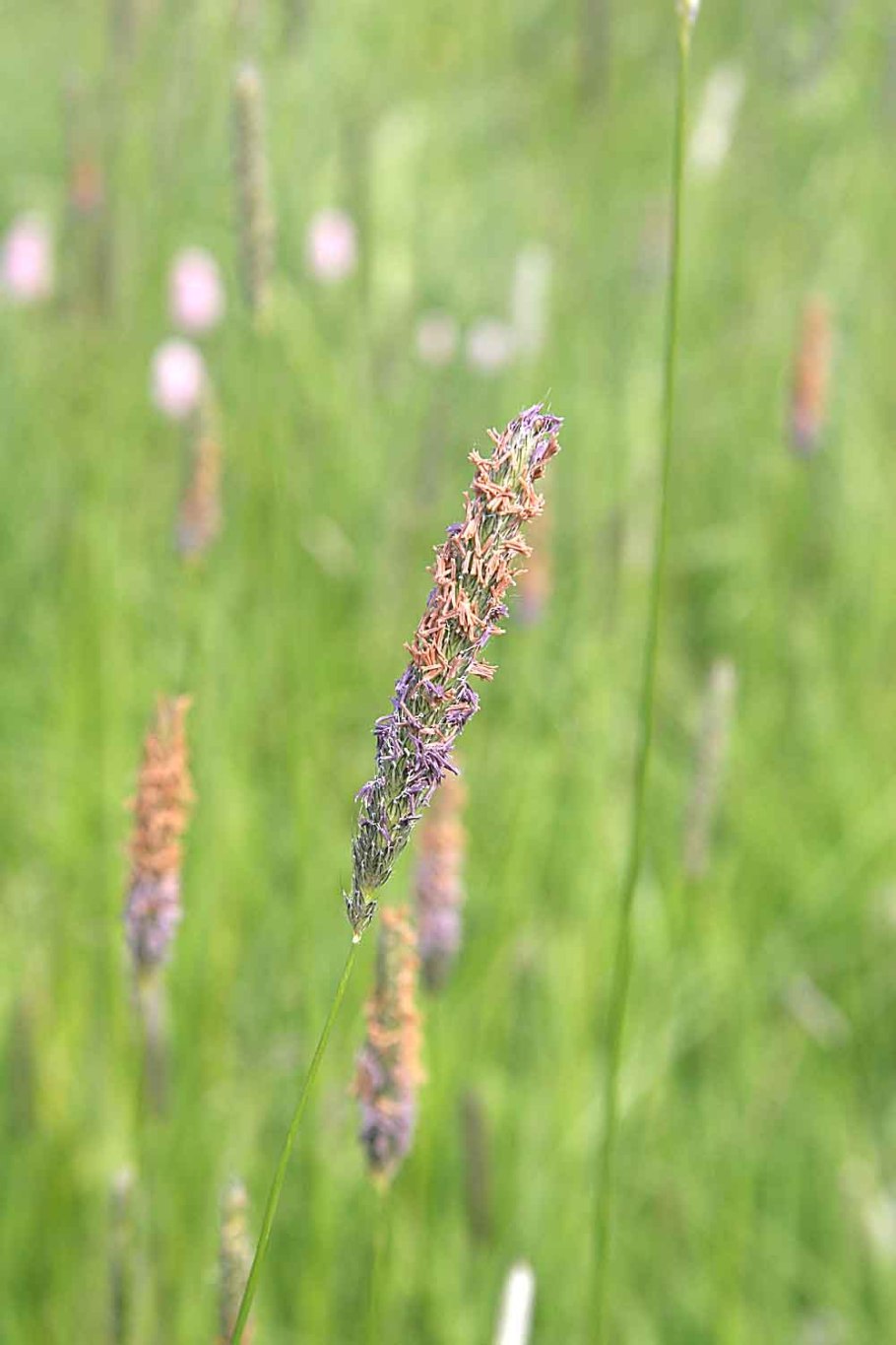 Лисохвост Луговой (Alopecurus pratensis).