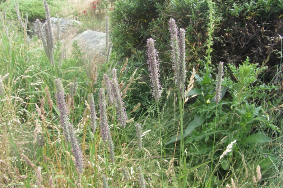 Лисохвост мышехвостиковый