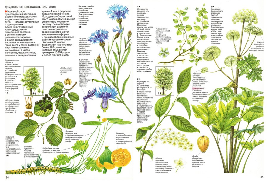 Ботанический атлас иллюстрации