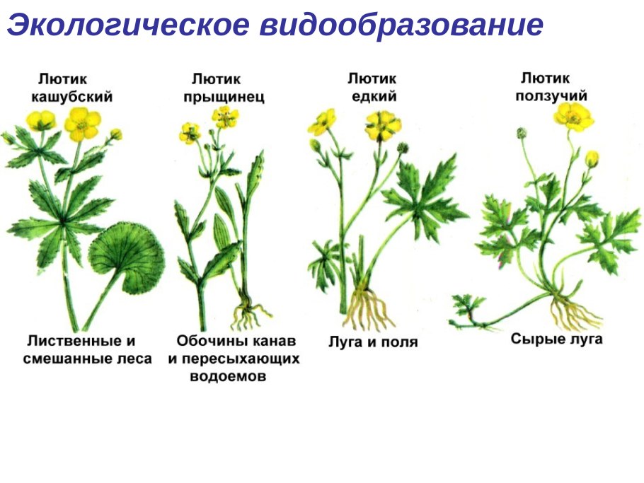 Лютики видообразование