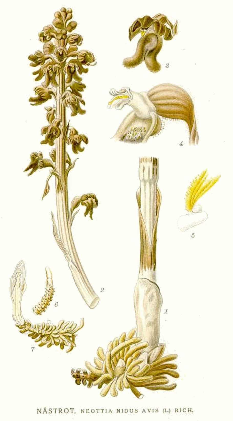 Класс Ульвофициевые (Ulvophyceae)