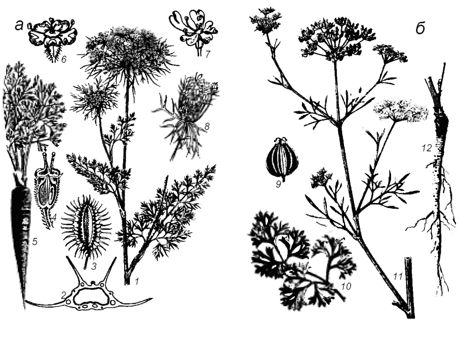 Паслен черный листья