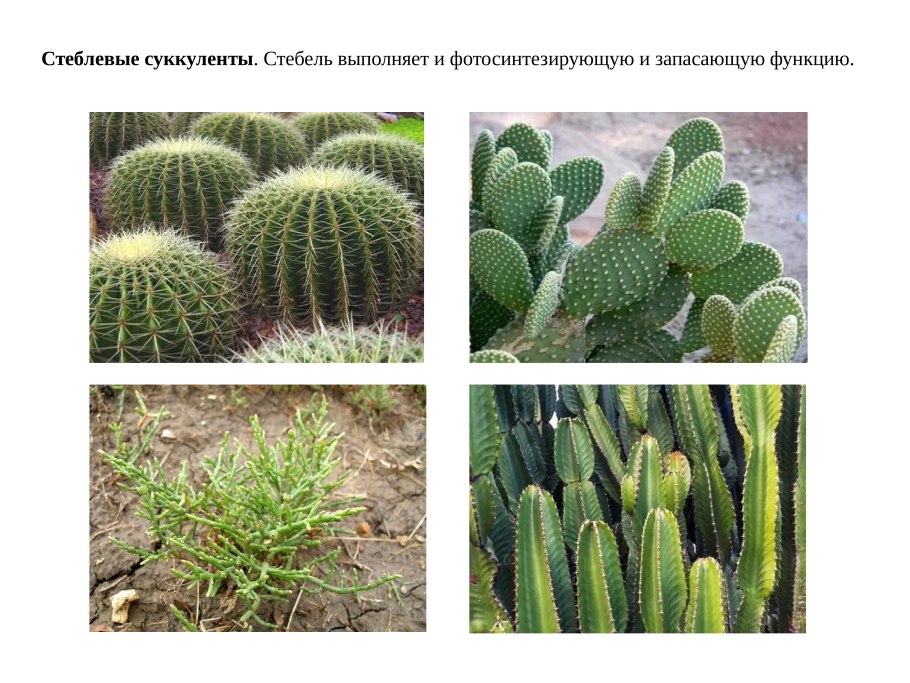 Калотропис цветок