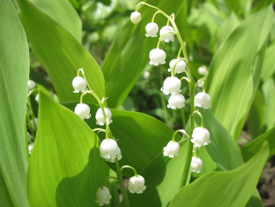 Какие растения есть на земле