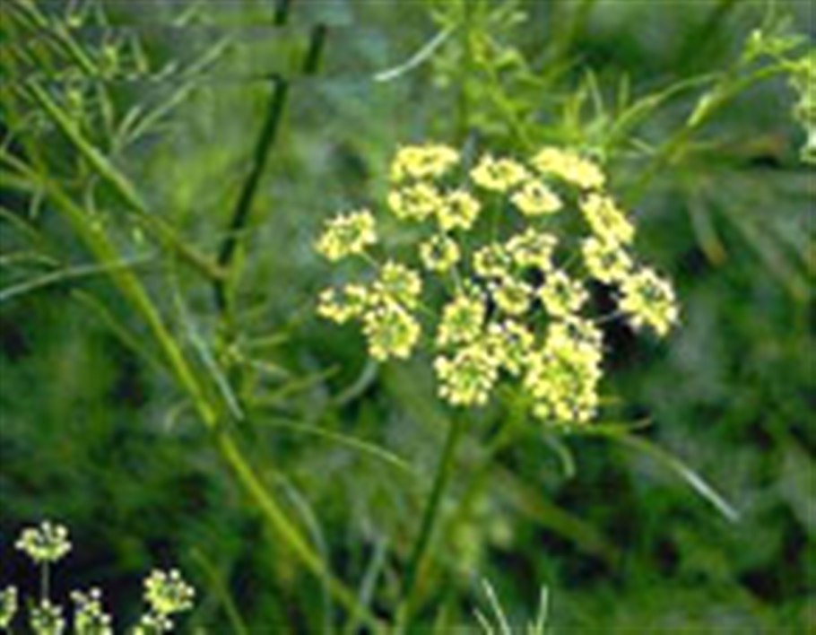 Ятрышник шлемоносный