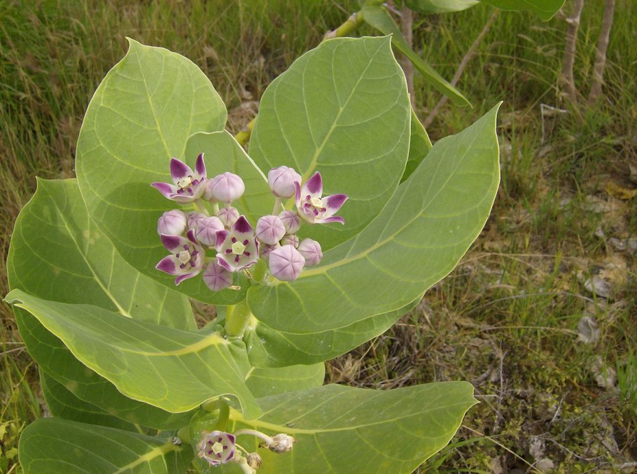 Calotropis gigantea