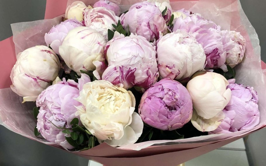 Пионы зефирки