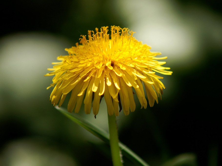 Taraxacum officinale листья