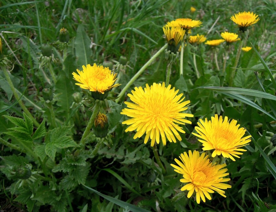 Одуванчик лекарственный - Taraxacum officinale Wigg. S. 1.: