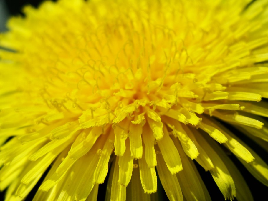 Одуванчика (Taraxacum SP.),