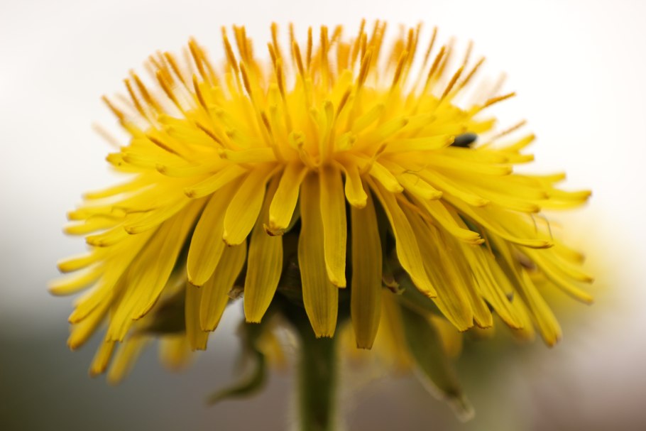Одуванчик Taraxacum officinale