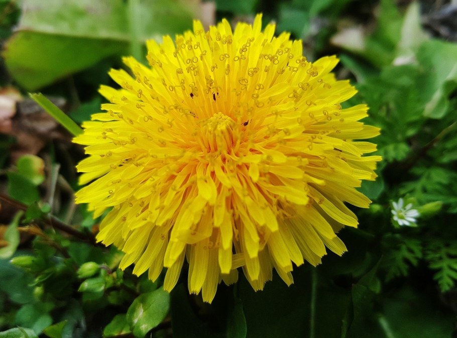 Одуванчик Taraxacum officinale