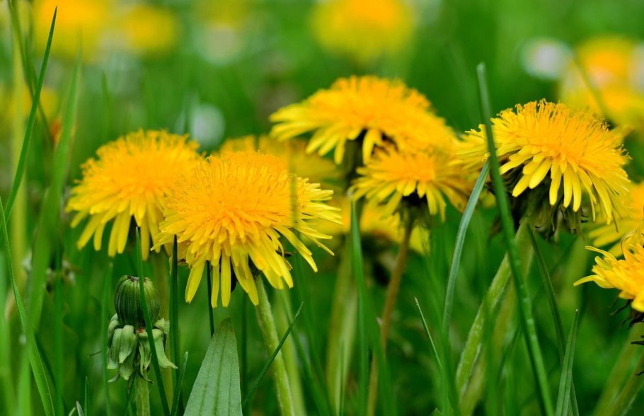 Одуванчик лекарственный - Taraxacum officinale Wigg. S. 1.: