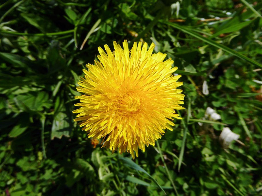 Одуванчик лекарственный – Taraxacum officinale