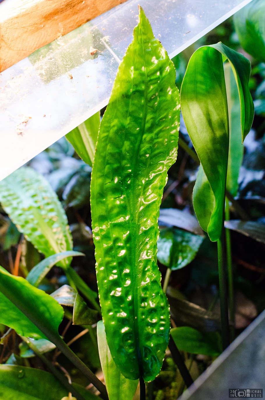 Криптокорина устериана