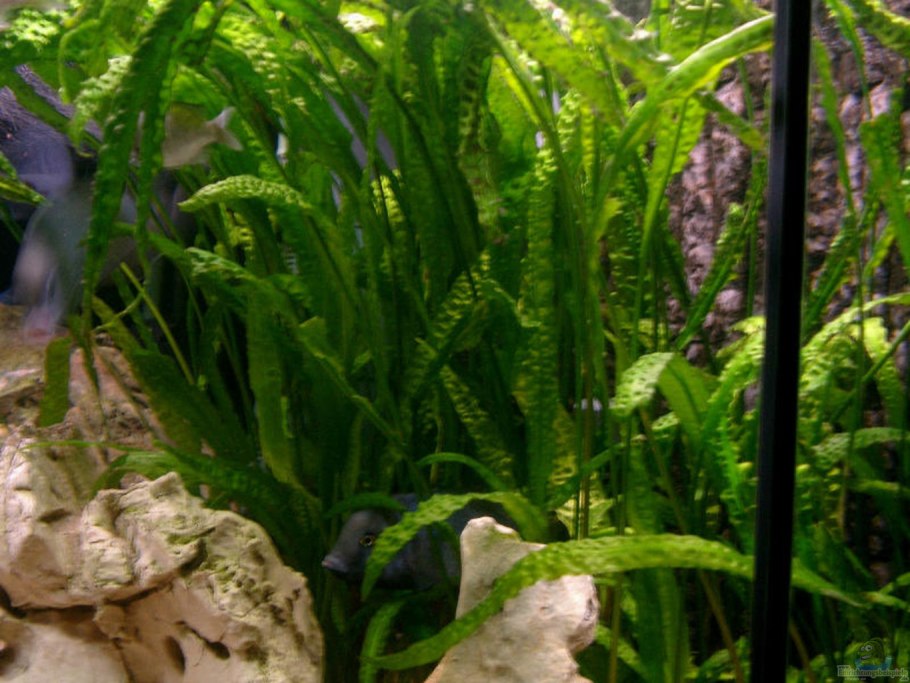 Криптокорина устериана