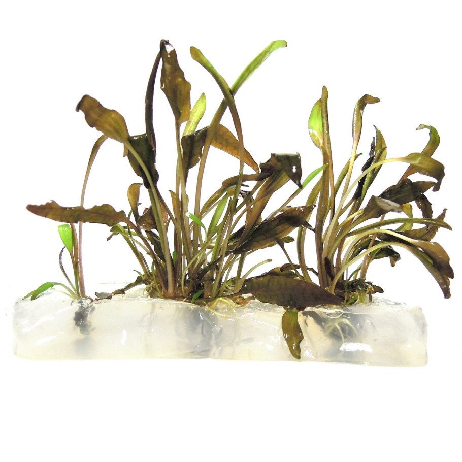 Cryptocoryne wendtii broadleaf
