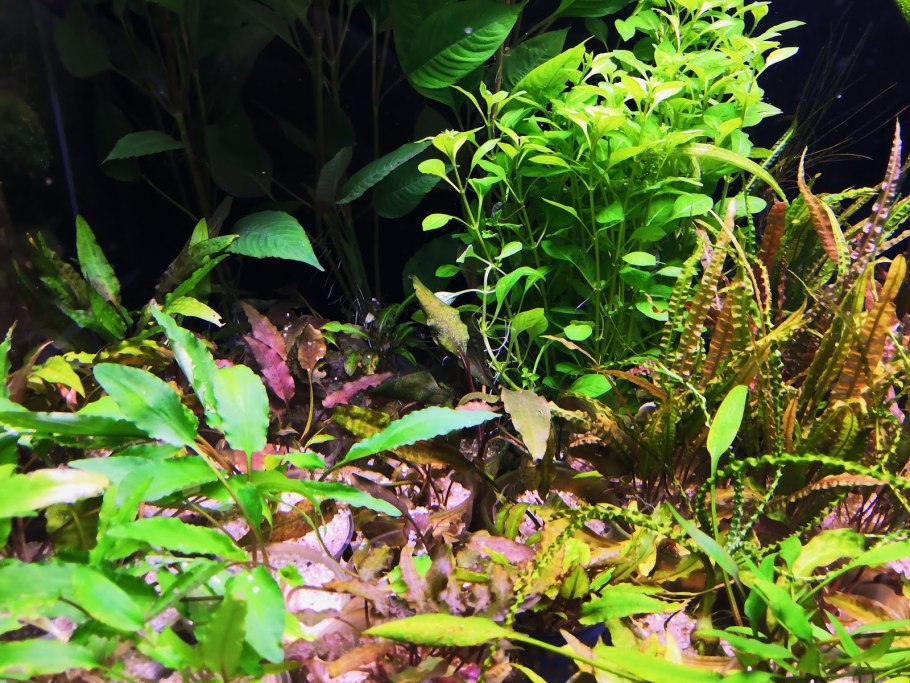 Эхинодорус Горизонталис