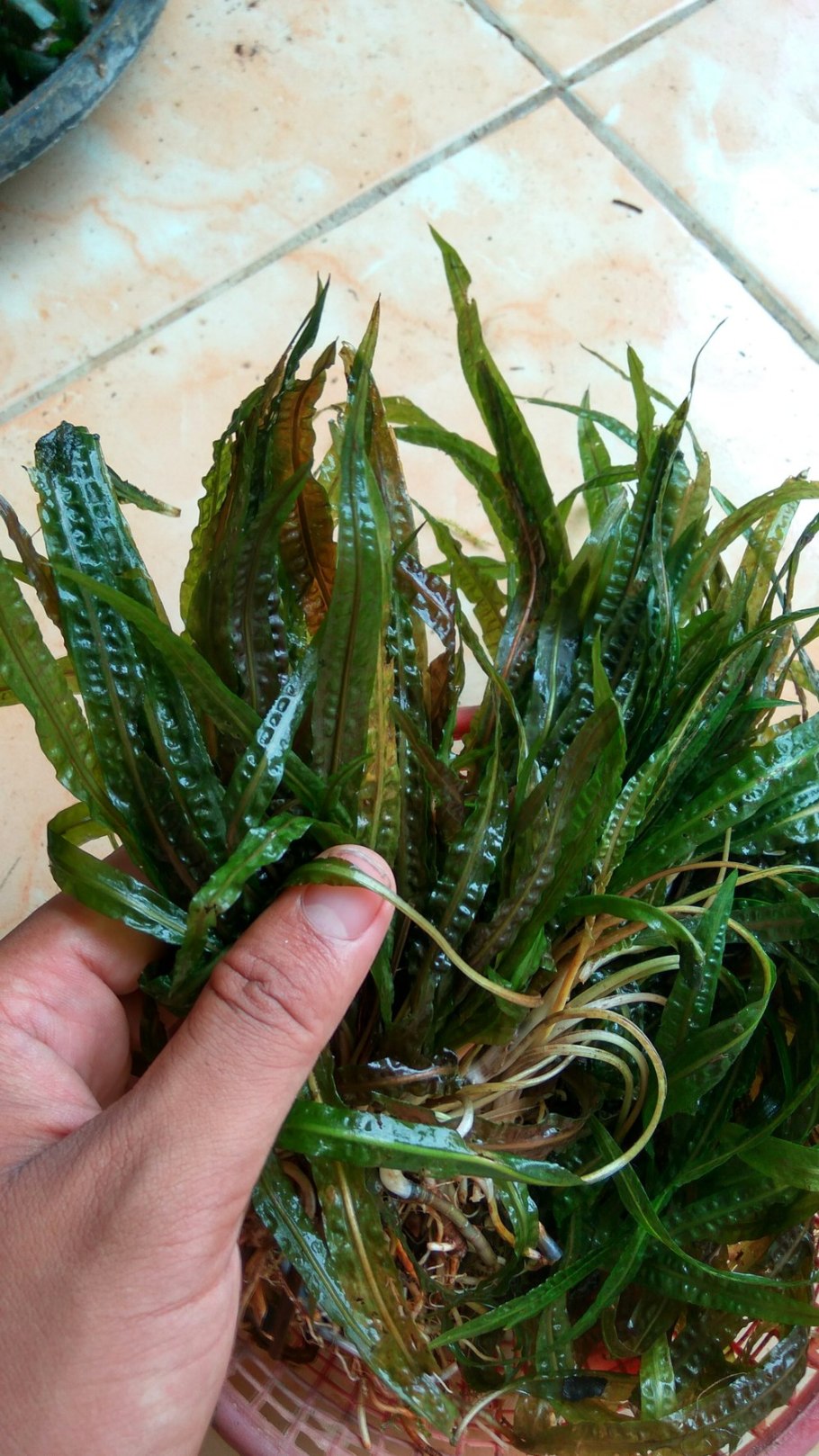 Криптокорина устериана ред