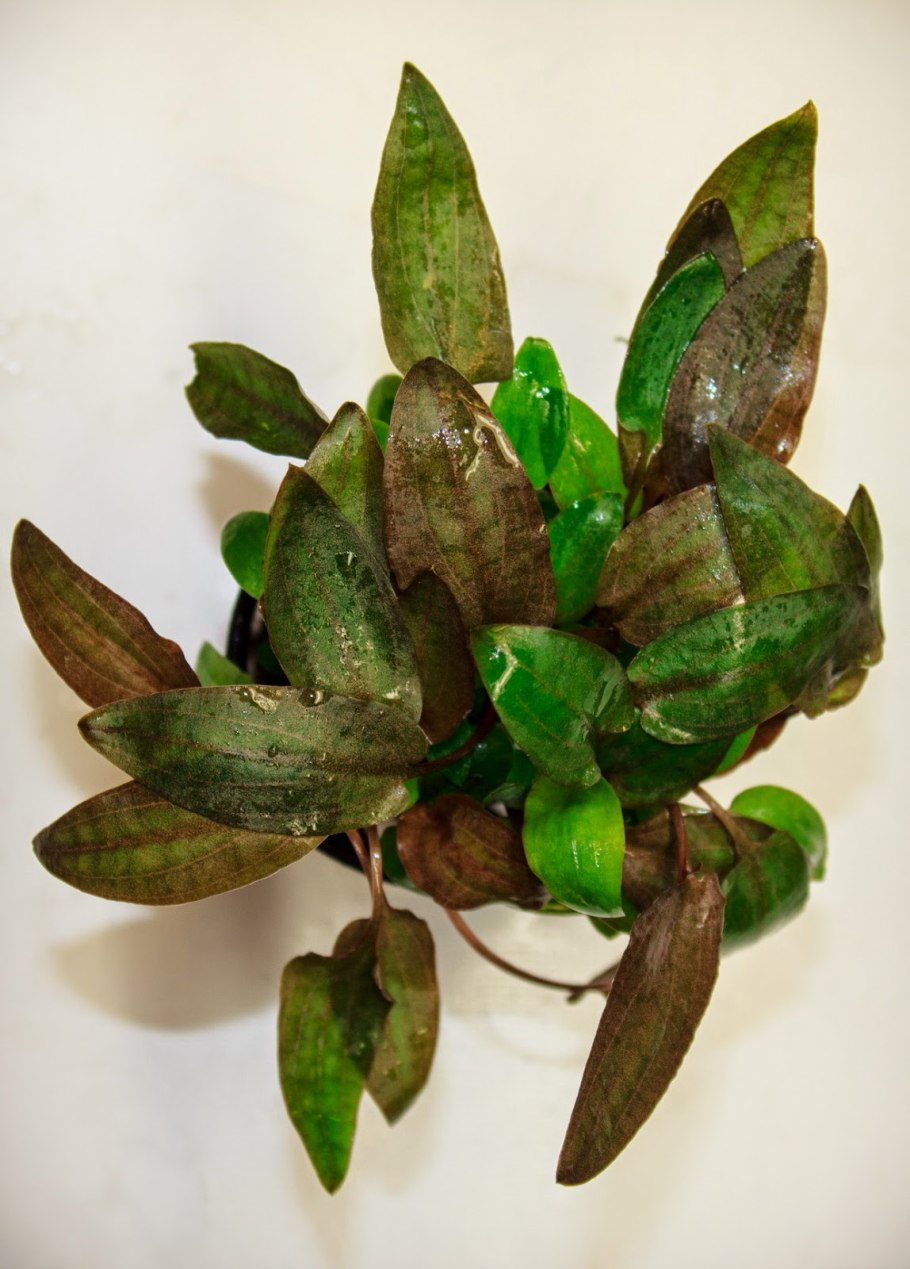 Криптокорина Вендта апоногетонолистная