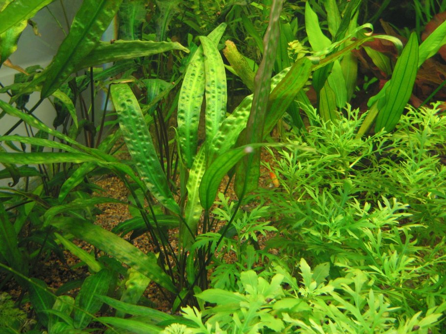 Криптокорина Вендта Грин