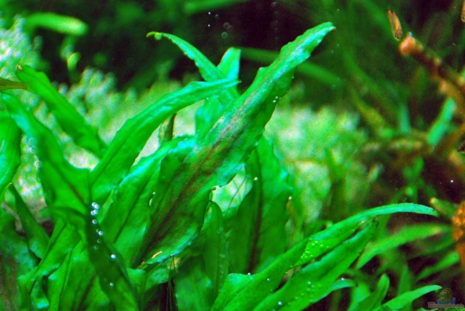 Криптокорина обратноспиральная