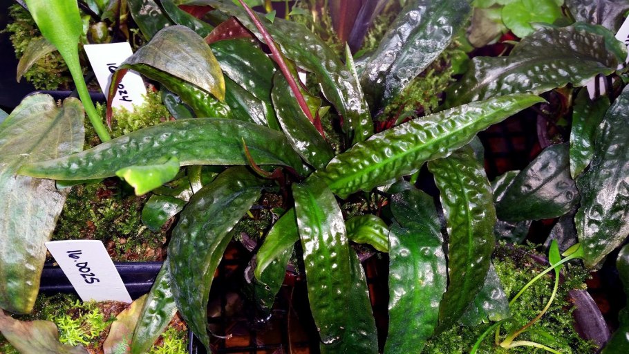 Криптокорина устериана