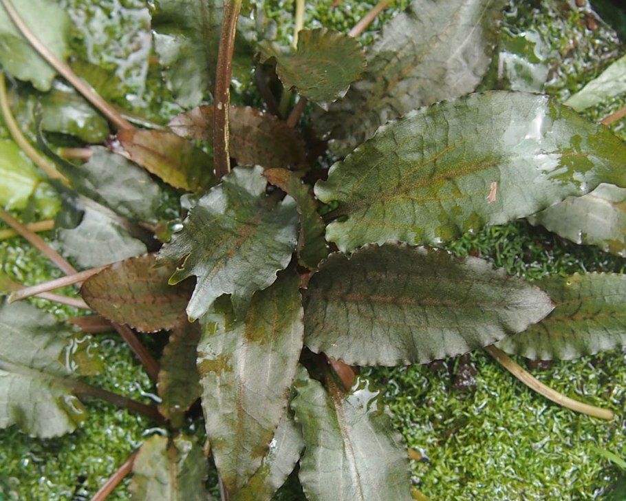 Криптокорина Вендта зеленая