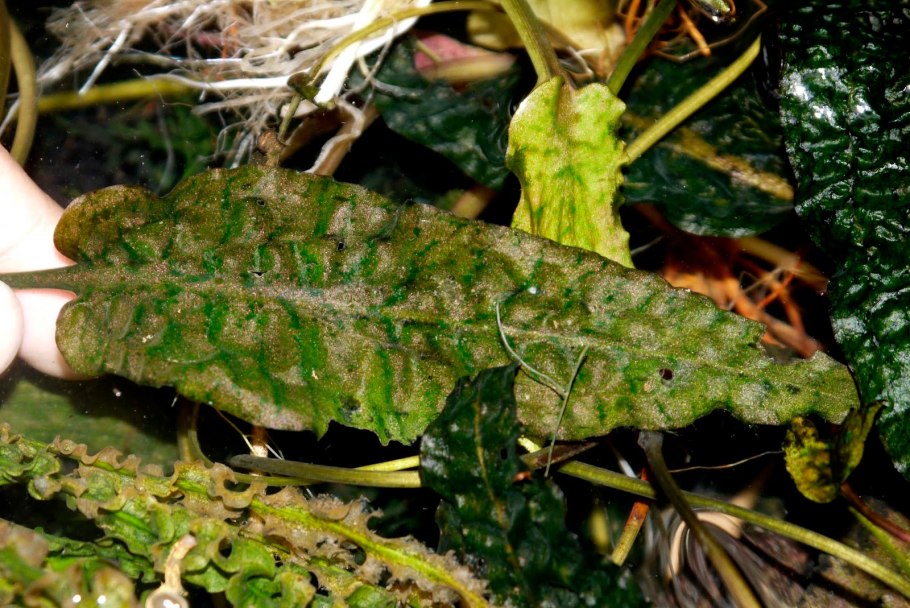 Эхинодорус Фэнси Твист