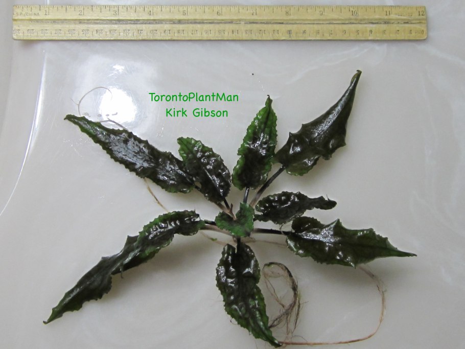 Cryptocoryne griffithii-Submerse