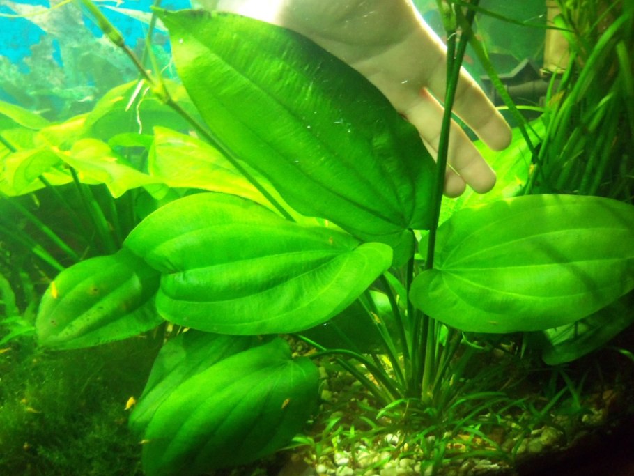 Эхинодорус Осирис