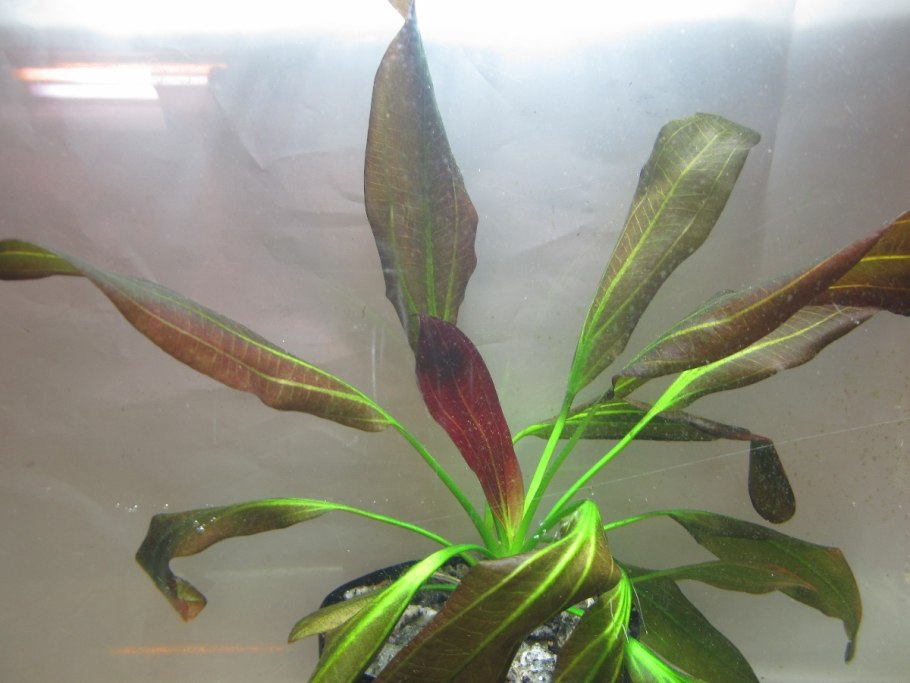 Криптокорина Нури зеленая/красная