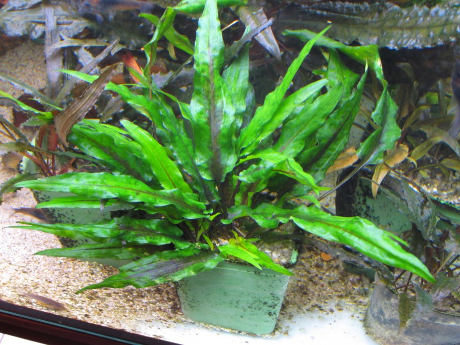 Криптокорина Устери