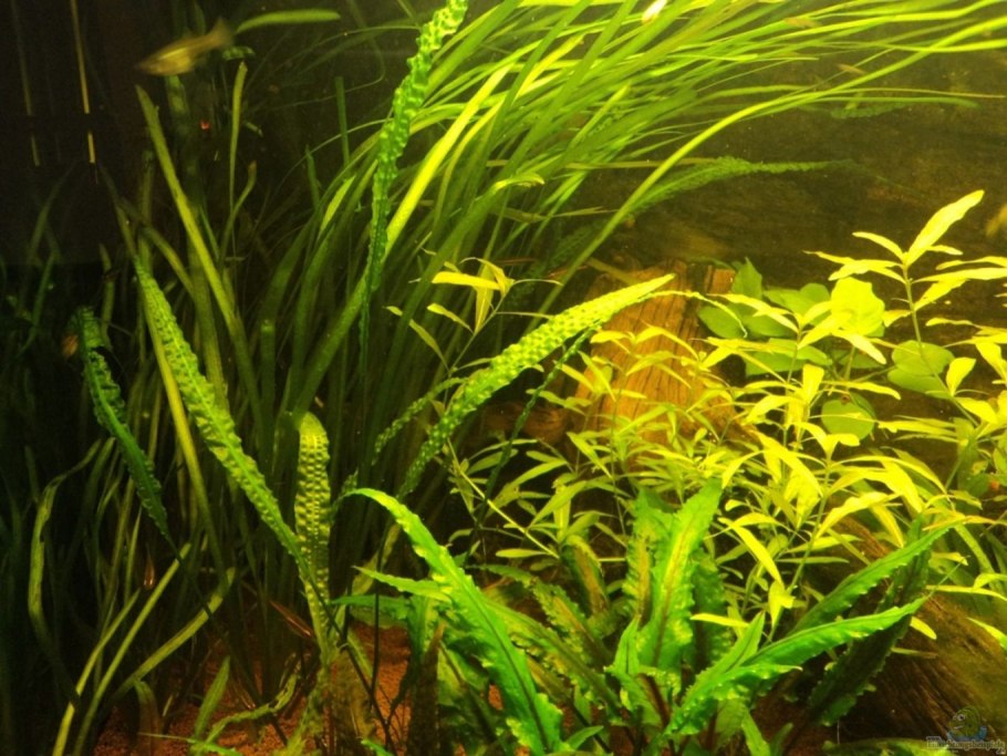 Криптокорина Пинк пантер