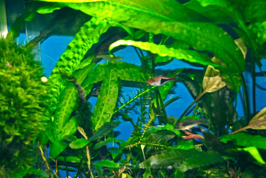 Криптокорина апоногетонолистная аквариумное растение