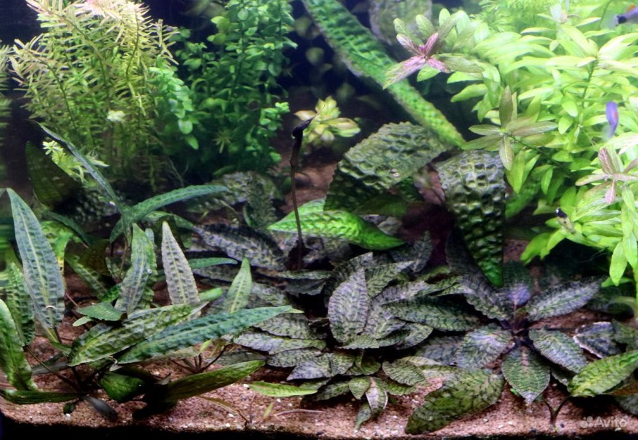 Криптокорина нури