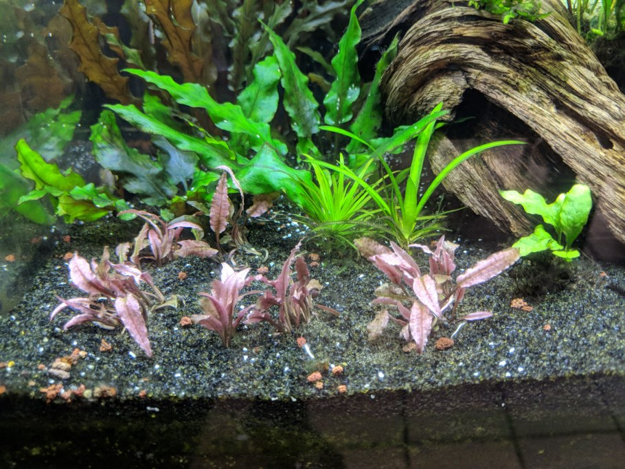 Криптокорина устериана