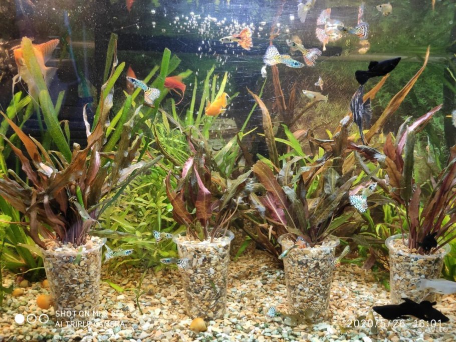 Криптокорина Ундулата